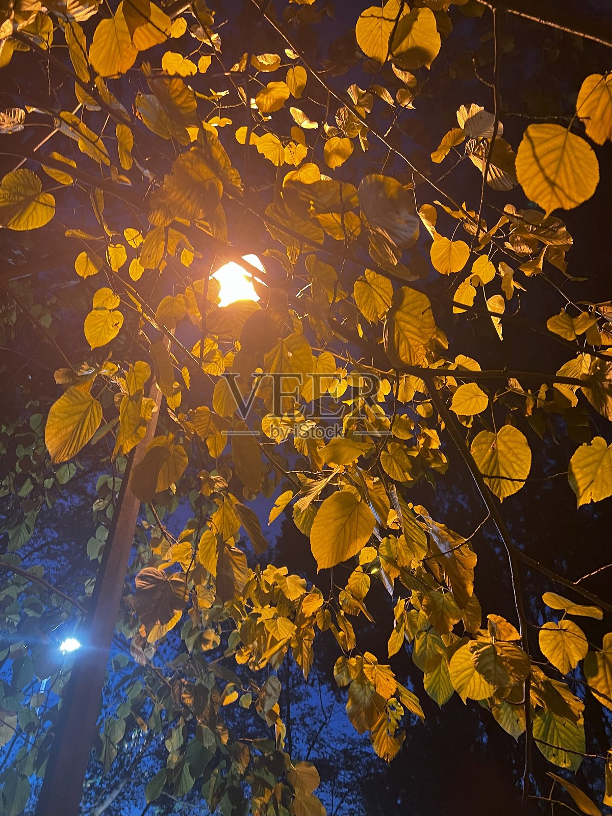 透过树叶的光线照片摄影图片