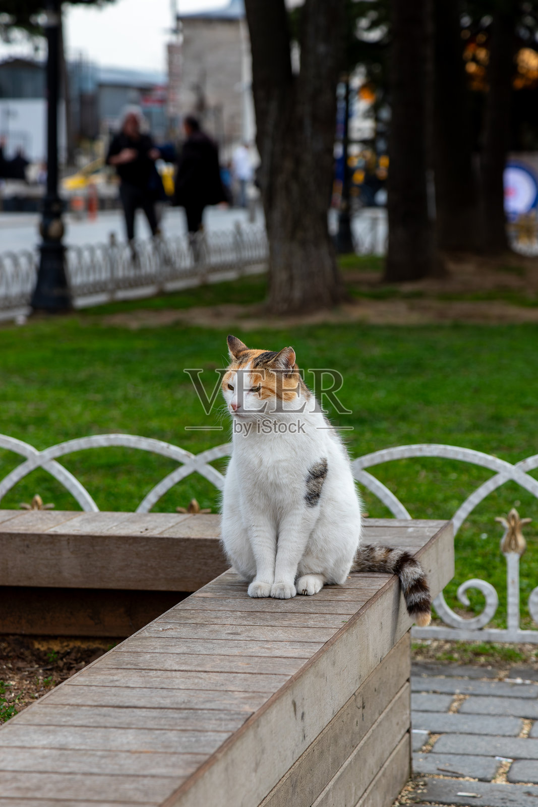 伊斯坦布尔的猫照片摄影图片