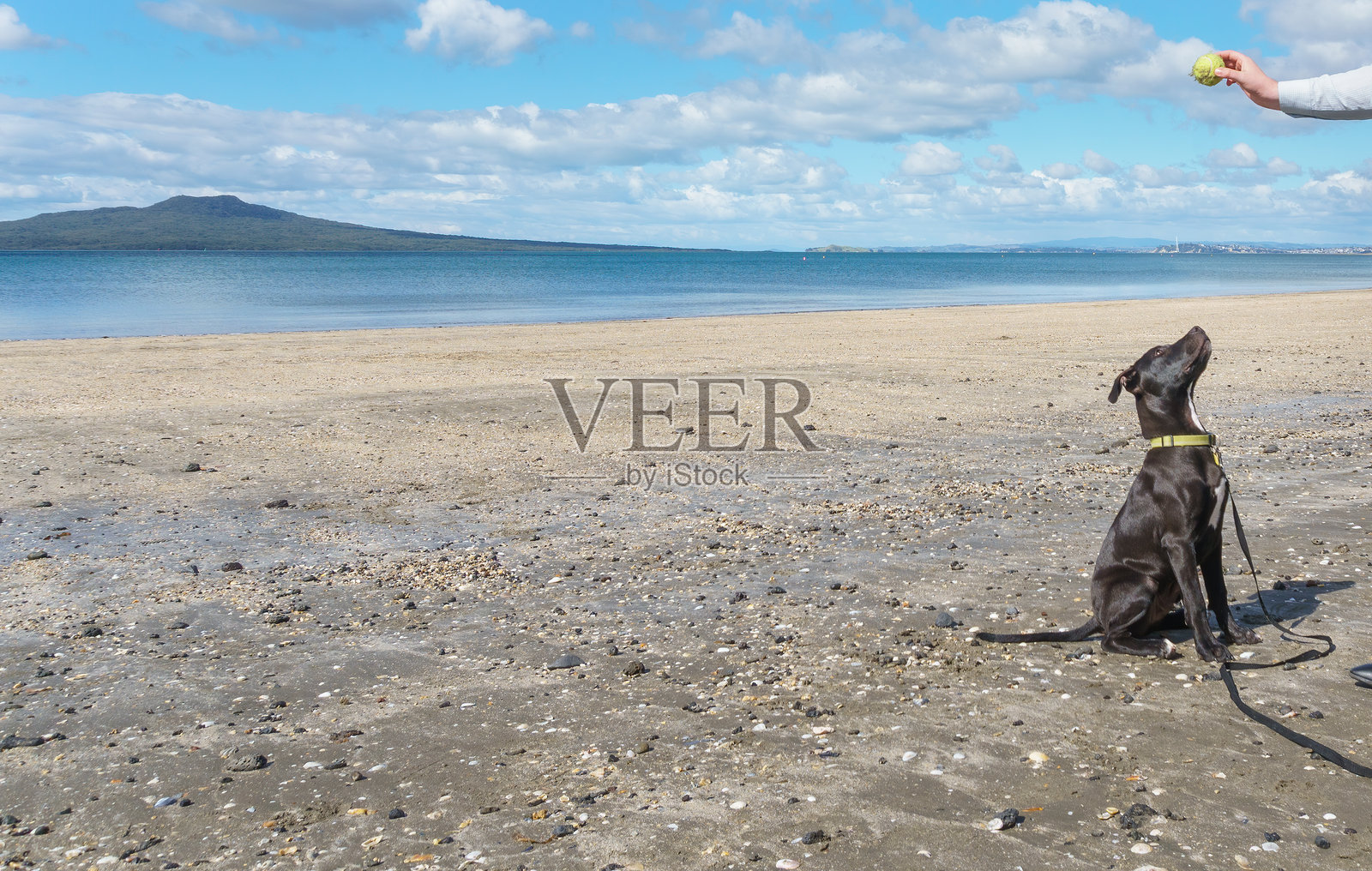 一只黑色的小狗仰望着手中握着的球。远处是朗吉托岛。塔卡普纳海滩。奥克兰。照片摄影图片