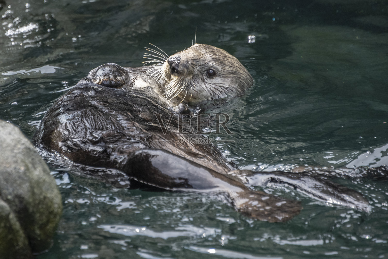 可爱的水獺在阳光明媚的下午,和它的小崽子在风景如画的栖息地中嬉戏漂浮。照片摄影图片