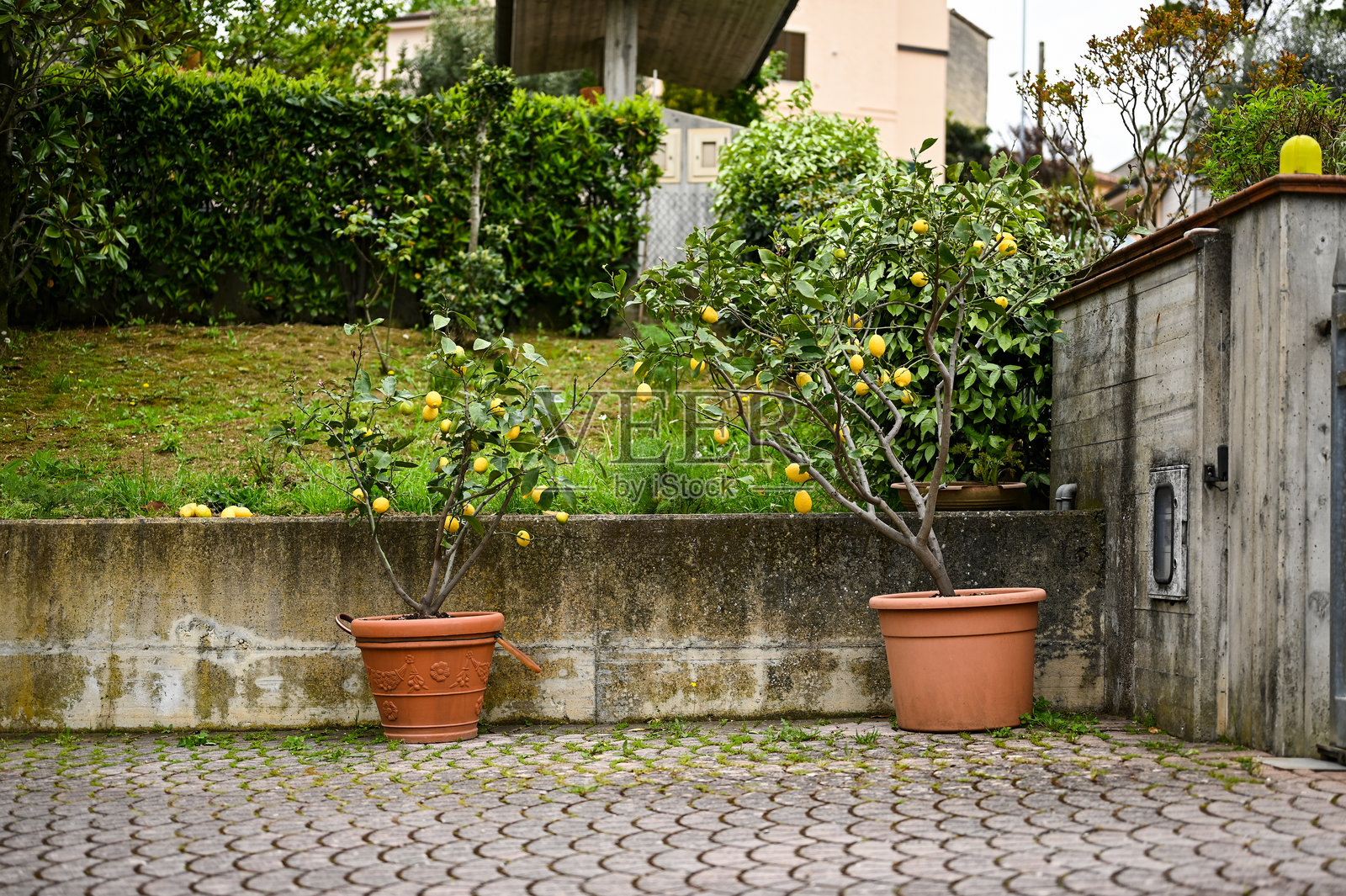 两个盆栽柠檬树上结满了成熟的黄色柠檬,位于花园中照片摄影图片