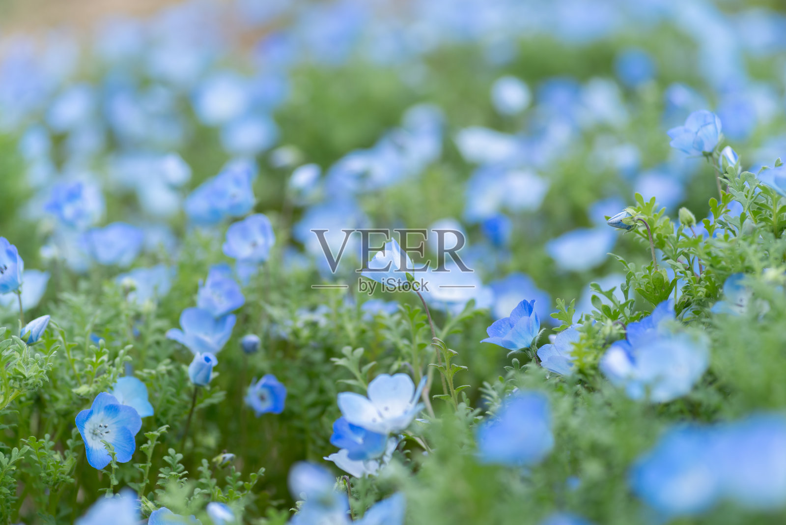 美丽的蓝花鼠尾草盛开照片摄影图片