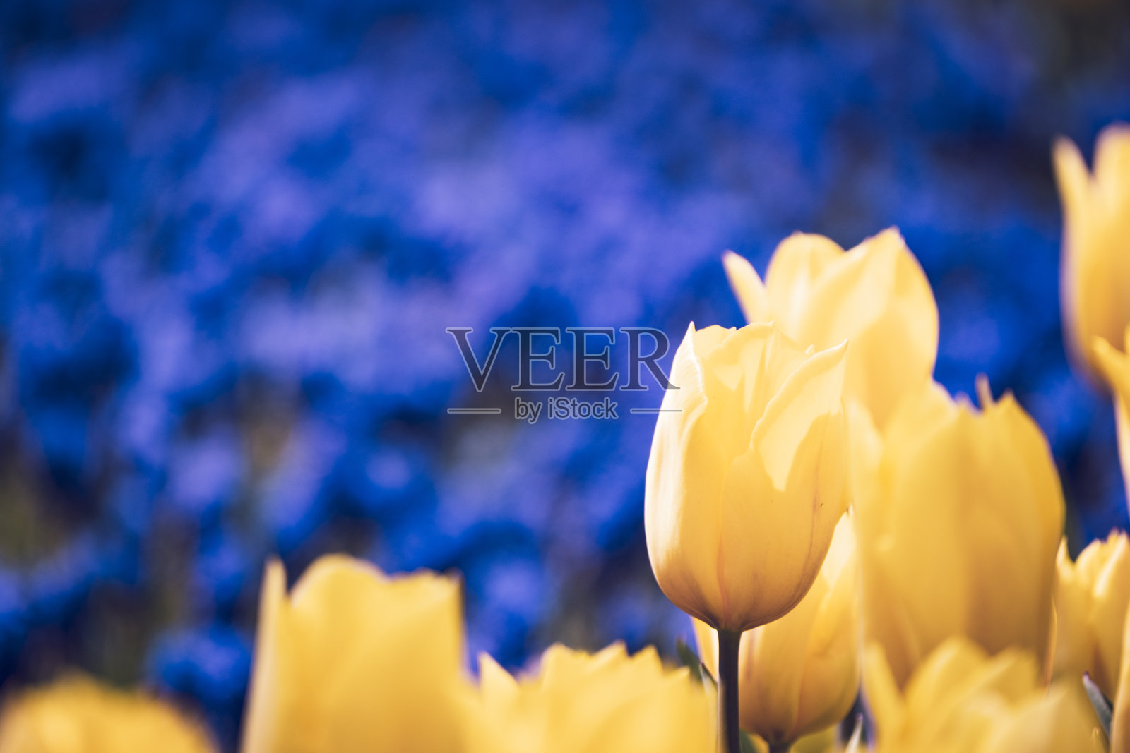 春天花卉背景照片摄影图片