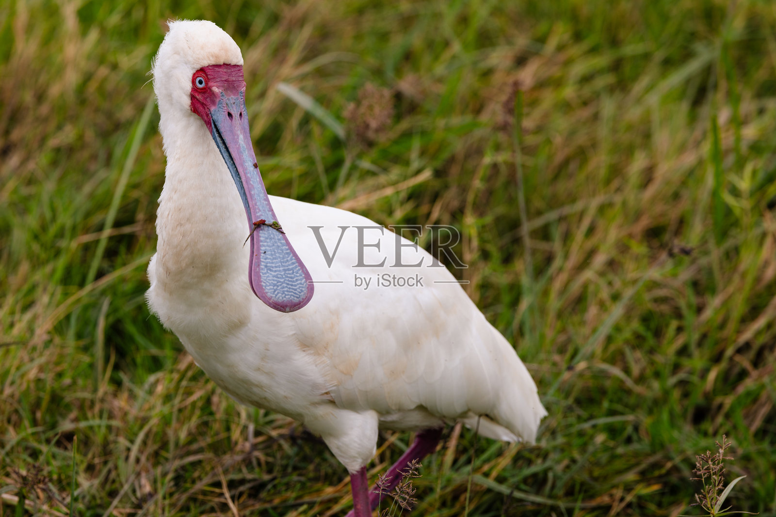 非洲勺嘴鹳照片摄影图片