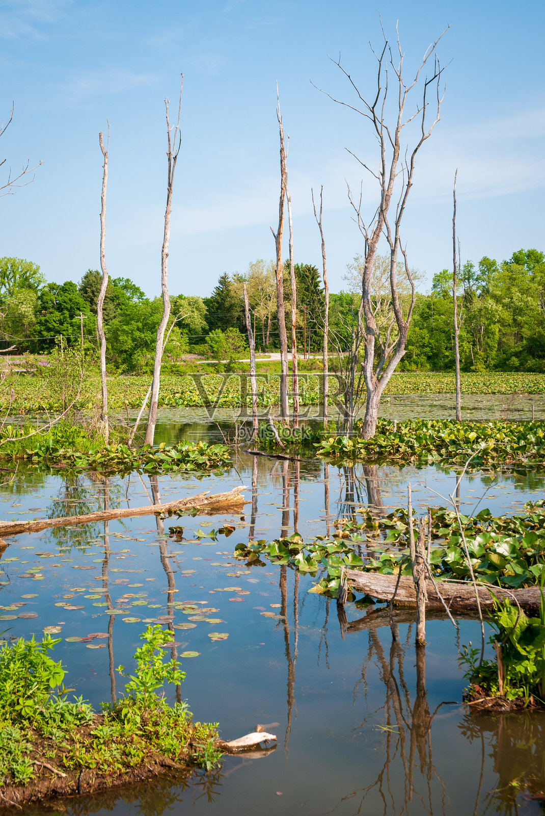 俄亥俄州凯霍加谷国家公园的湿地照片摄影图片