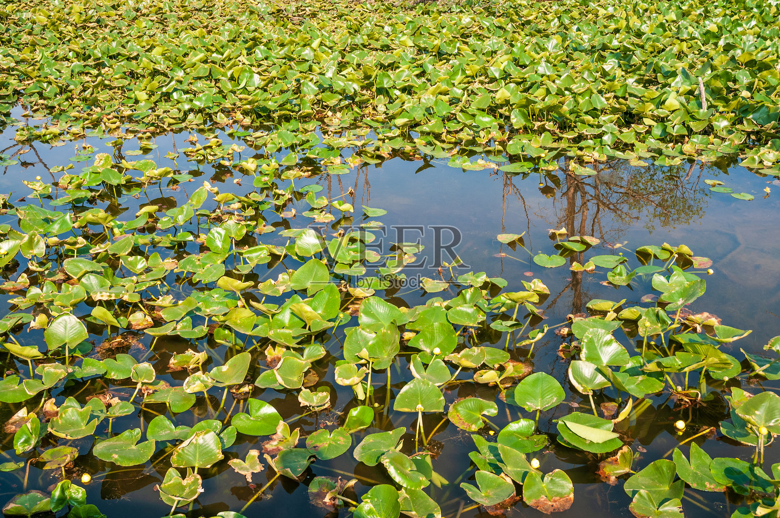 俄亥俄州凯霍加谷国家公园的湿地照片摄影图片