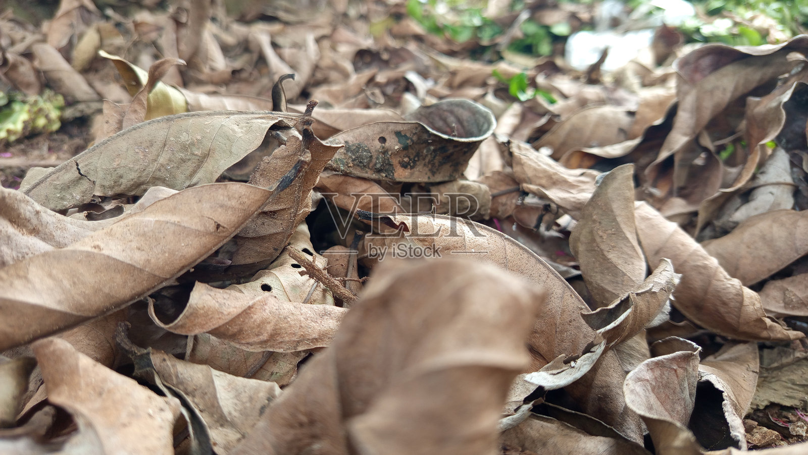 干燥的番石榴叶照片摄影图片