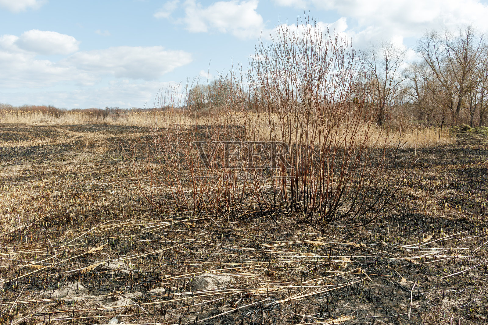 春季控制火灾后的烧焦芦苇照片摄影图片