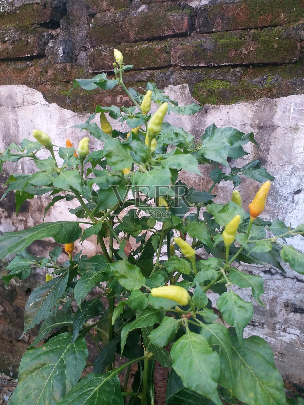 花园农业农场中的红辣椒植物照片摄影图片