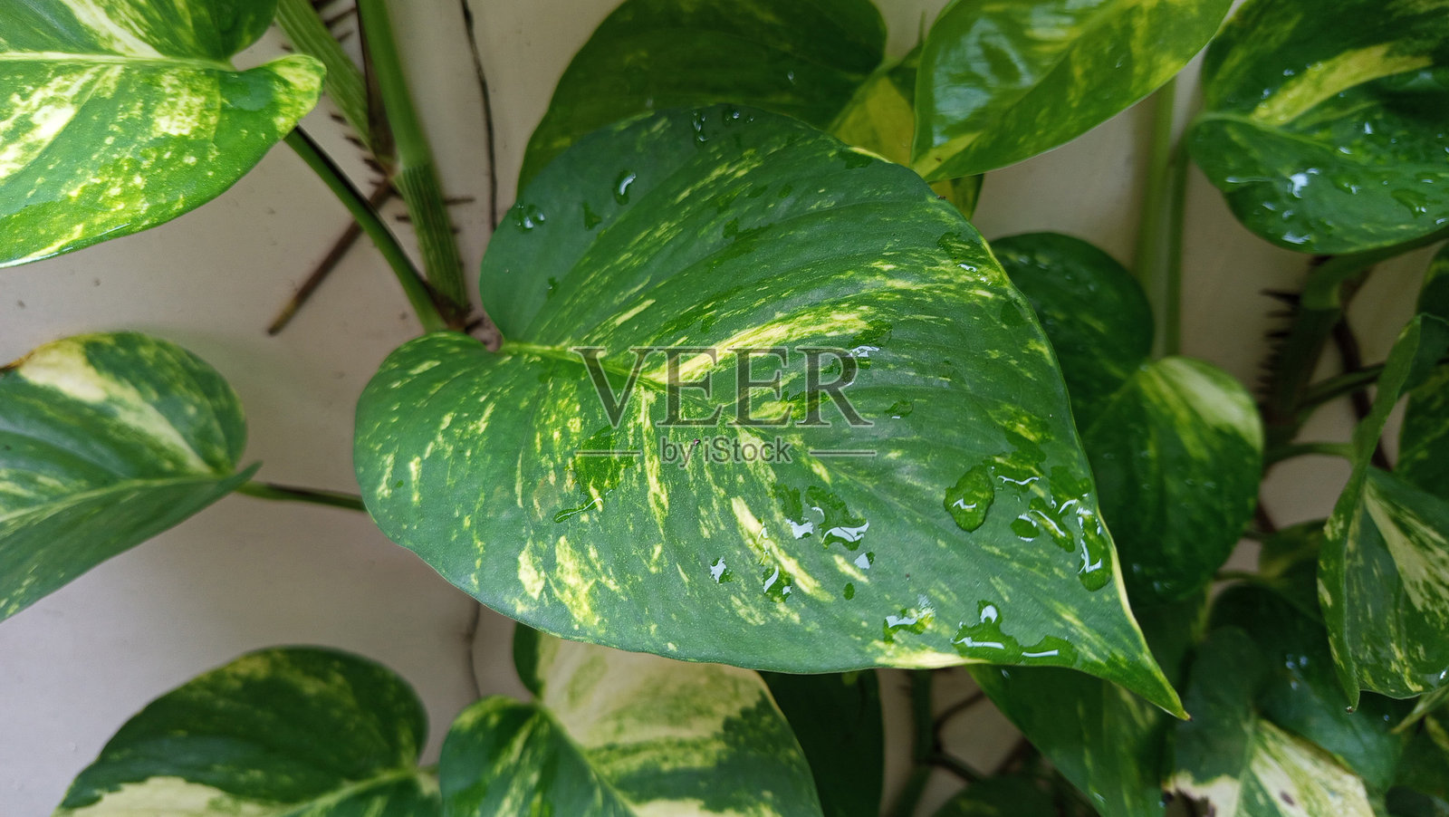 象牙系列植物照片摄影图片