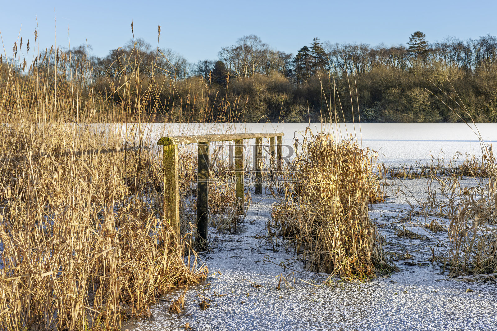 冬季湖边的雪覆盖芦苇,木桩和扶手结构延伸入湖中照片摄影图片