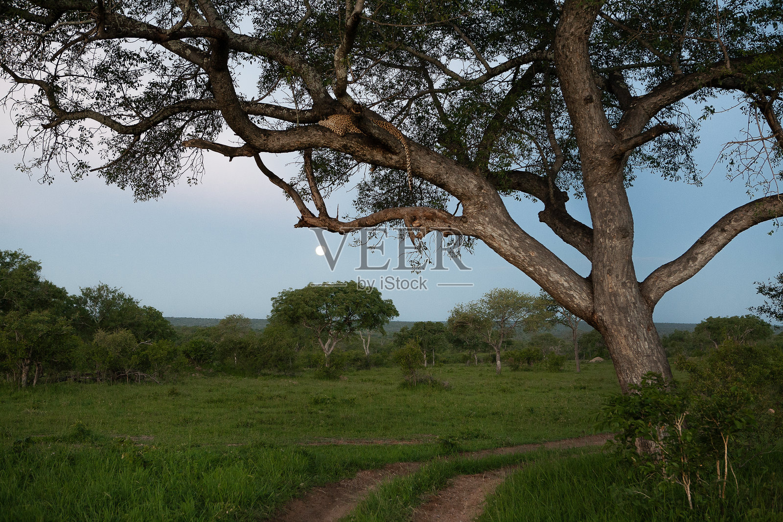 豹子照片摄影图片