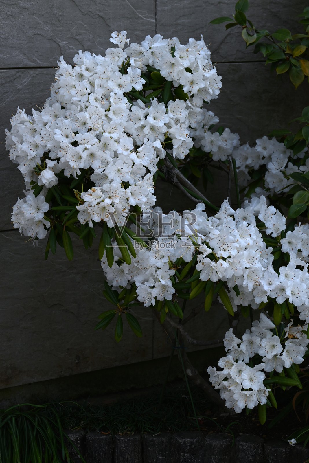 杜鹃花。杜鹃花科常绿开花灌木。照片摄影图片