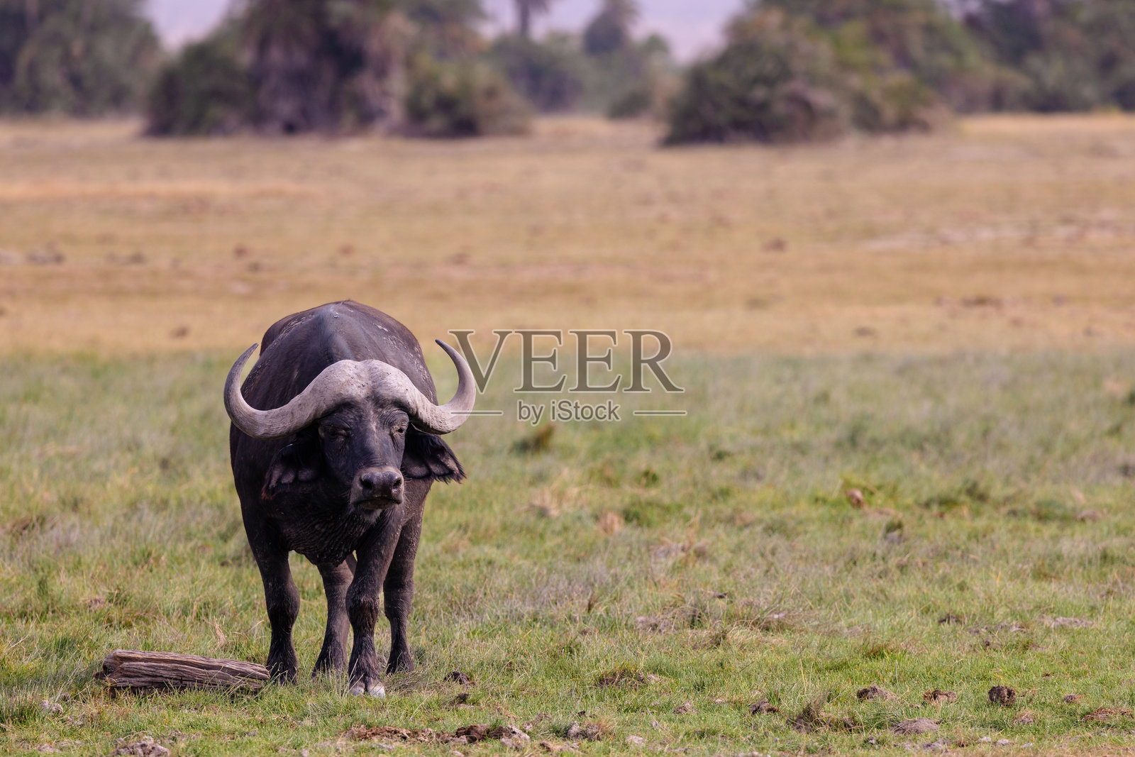 非洲水牛照片摄影图片