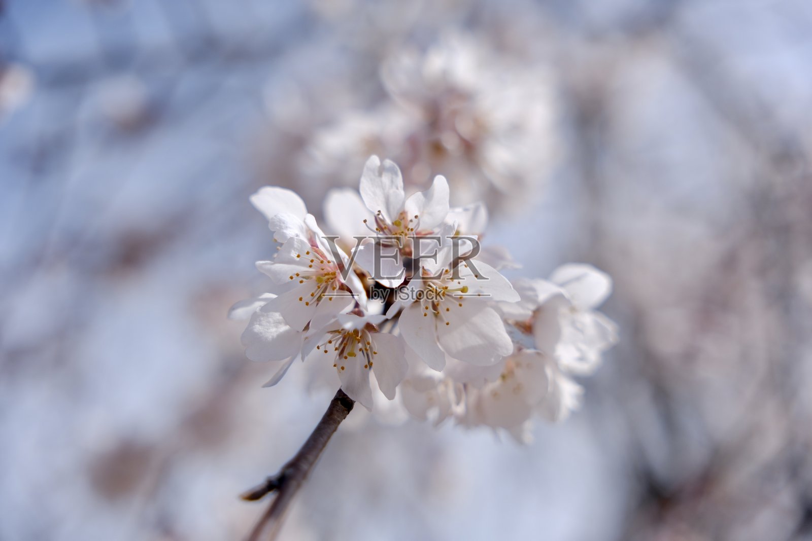 日本的樱花,春天来了照片摄影图片