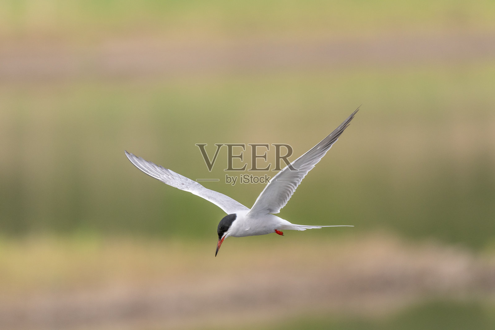 普通燕鸥(Sterna hirundo)在沼泽上空盘旋。照片摄影图片