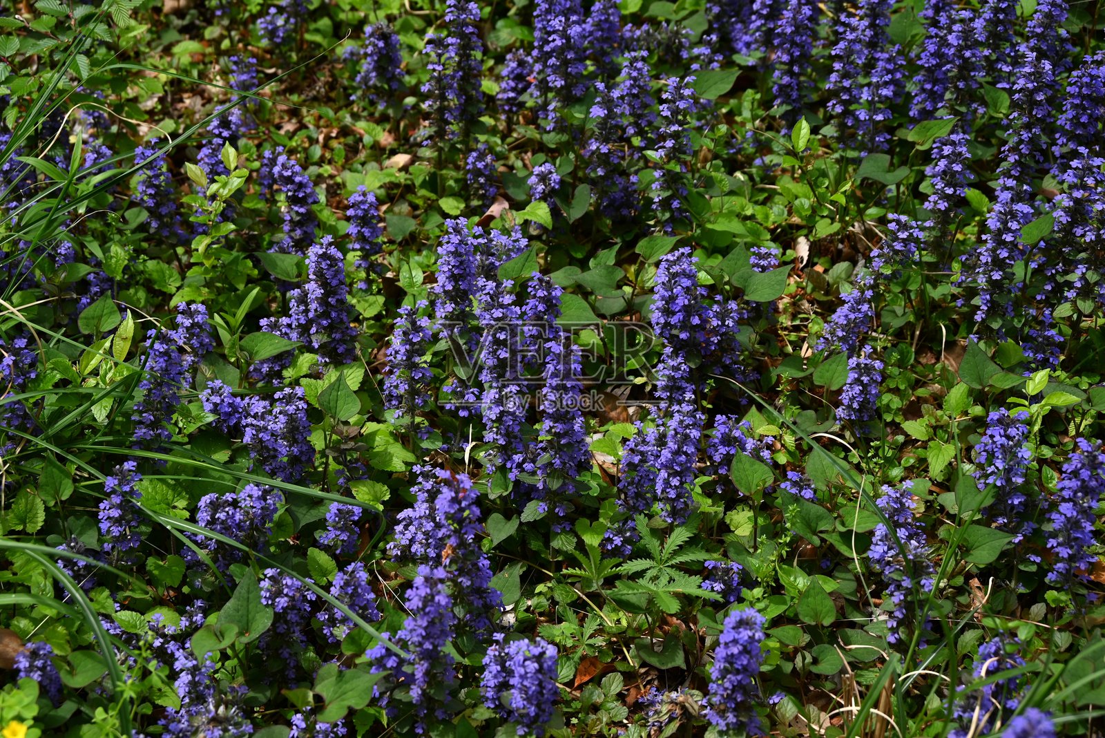 常见的蓝钟花(Ajuga reptans)花。唇形科常绿多年生植物。照片摄影图片
