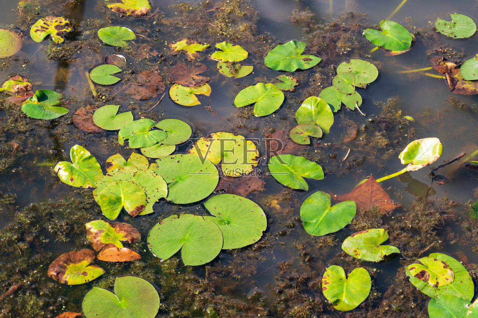 俄亥俄州凯霍加谷国家公园的湿地照片摄影图片