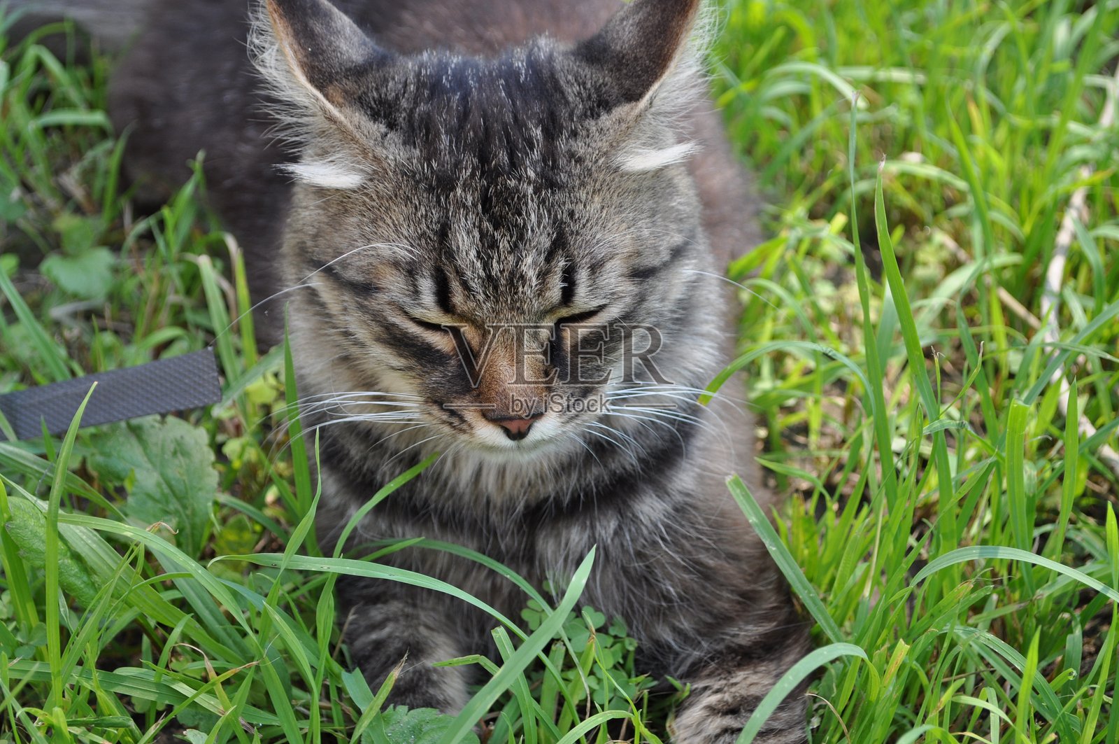 一只灰色的猫坐在院子里的草坪上,周围是落叶,拥有一双大大的黄色眼睛。毛发,猫的肖像,脸,口鼻,鼻子照片摄影图片