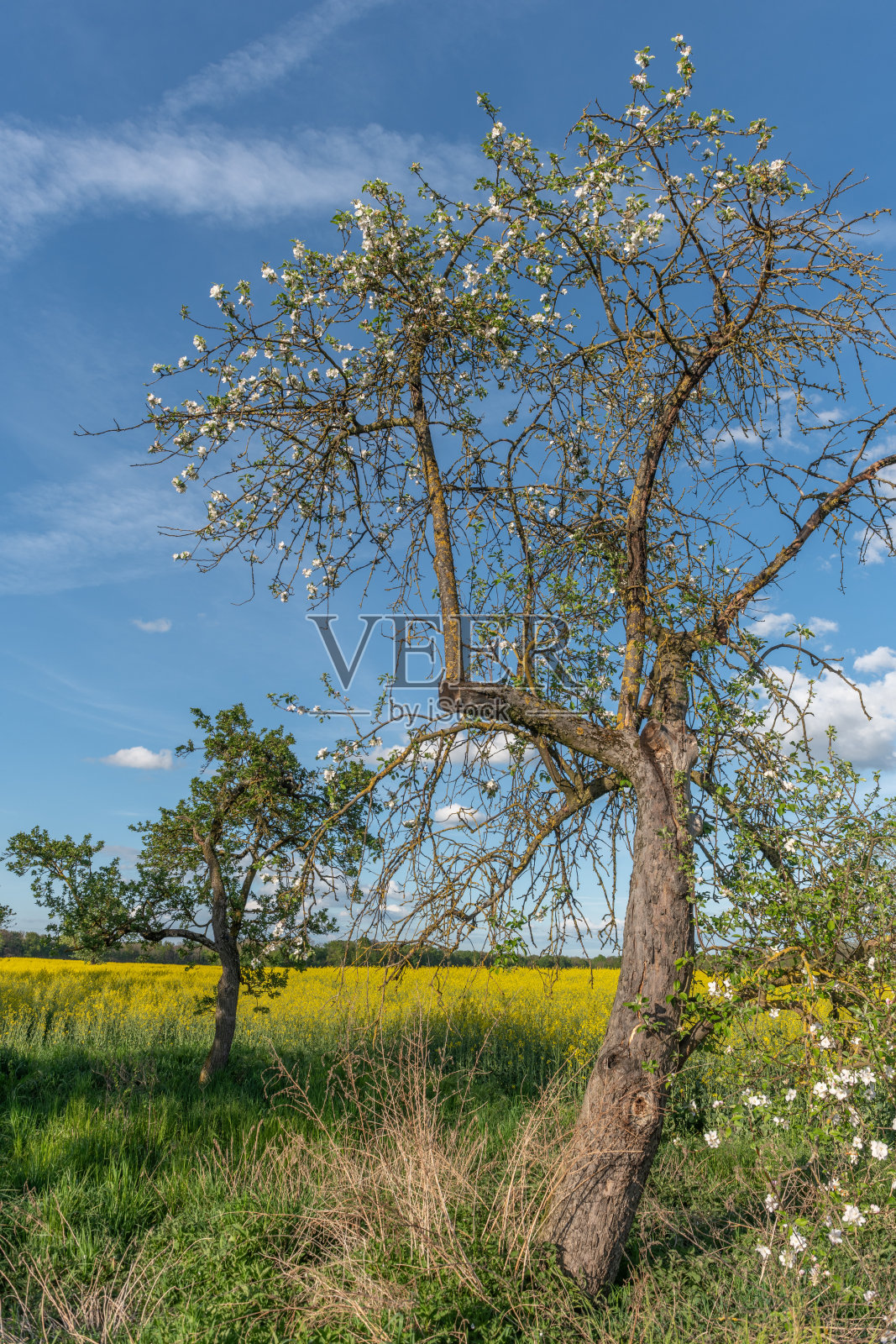 三棵树在开满黄色花朵的田野中。照片摄影图片