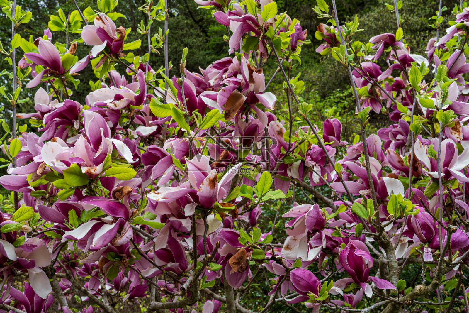 春天的花朵和树木,自然之美,粉色的木兰特写照片摄影图片