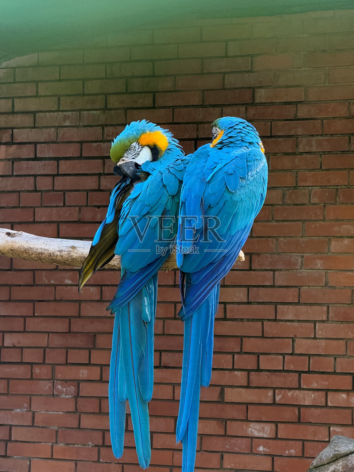 两只蓝黄金刚鹦鹉紧挨着栖息在木枝上,相互梳理羽毛,背景是一面红砖墙。照片摄影图片