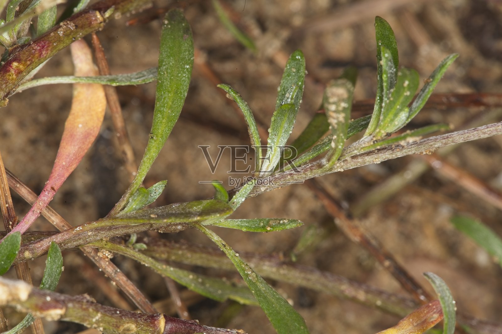 海洋小花 (Lobularia maritima)照片摄影图片
