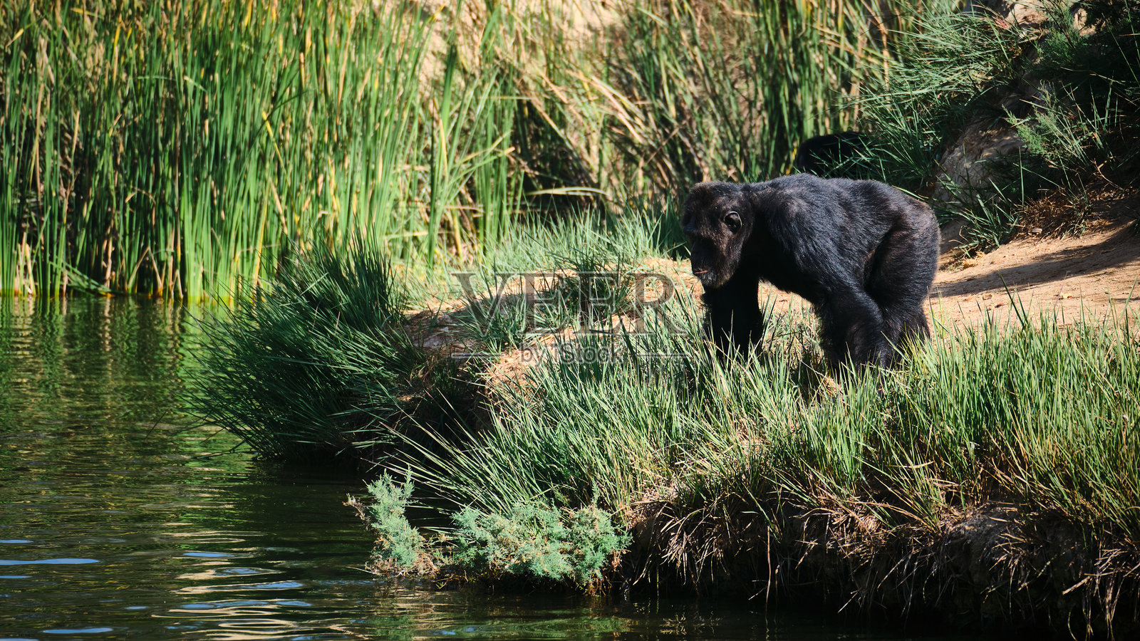 黑猩猩接近水源照片摄影图片