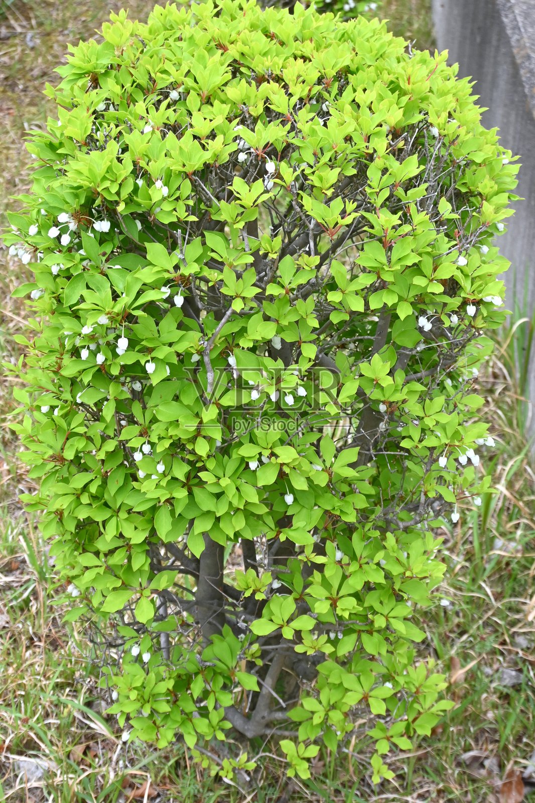 日本的映山红花。杜鹃花科落叶灌木。照片摄影图片
