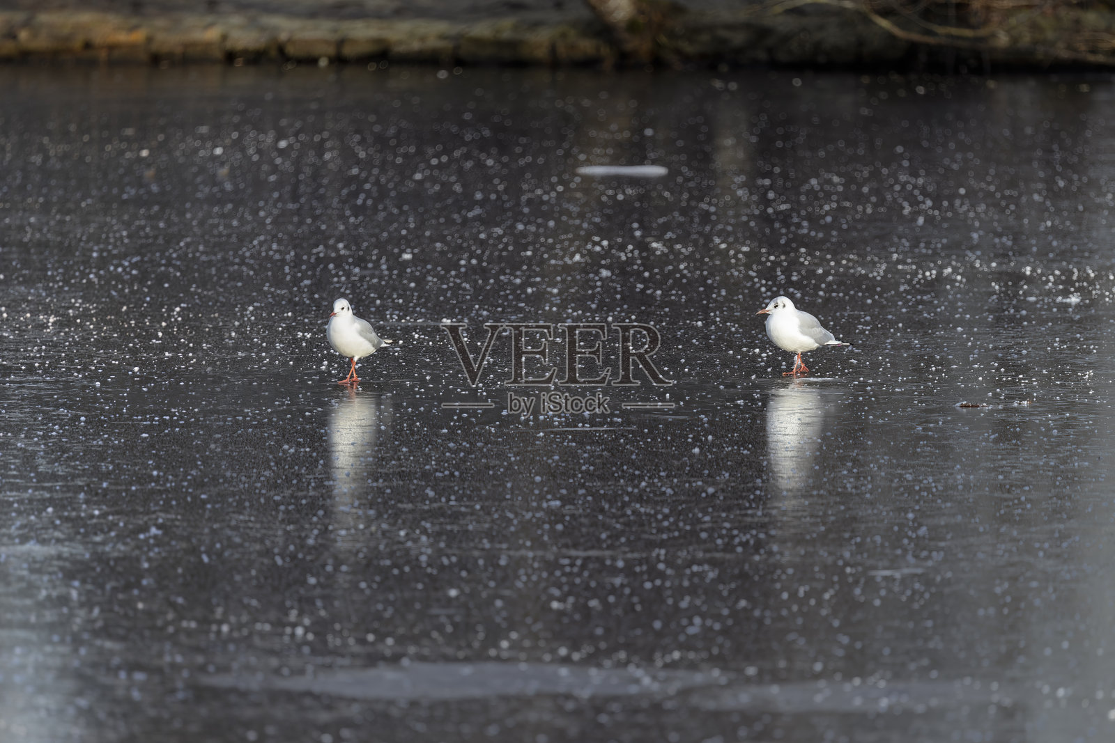 冬季野生动物场景中的黑头鸥群:鸟儿在冰冻的池塘上站立和飞翔,水面上有倒影,靠近结霜的岸边。照片摄影图片