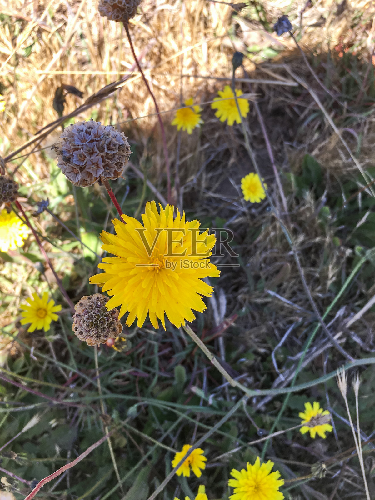 美丽的黄色蒲公英在春天的田野中盛开照片摄影图片