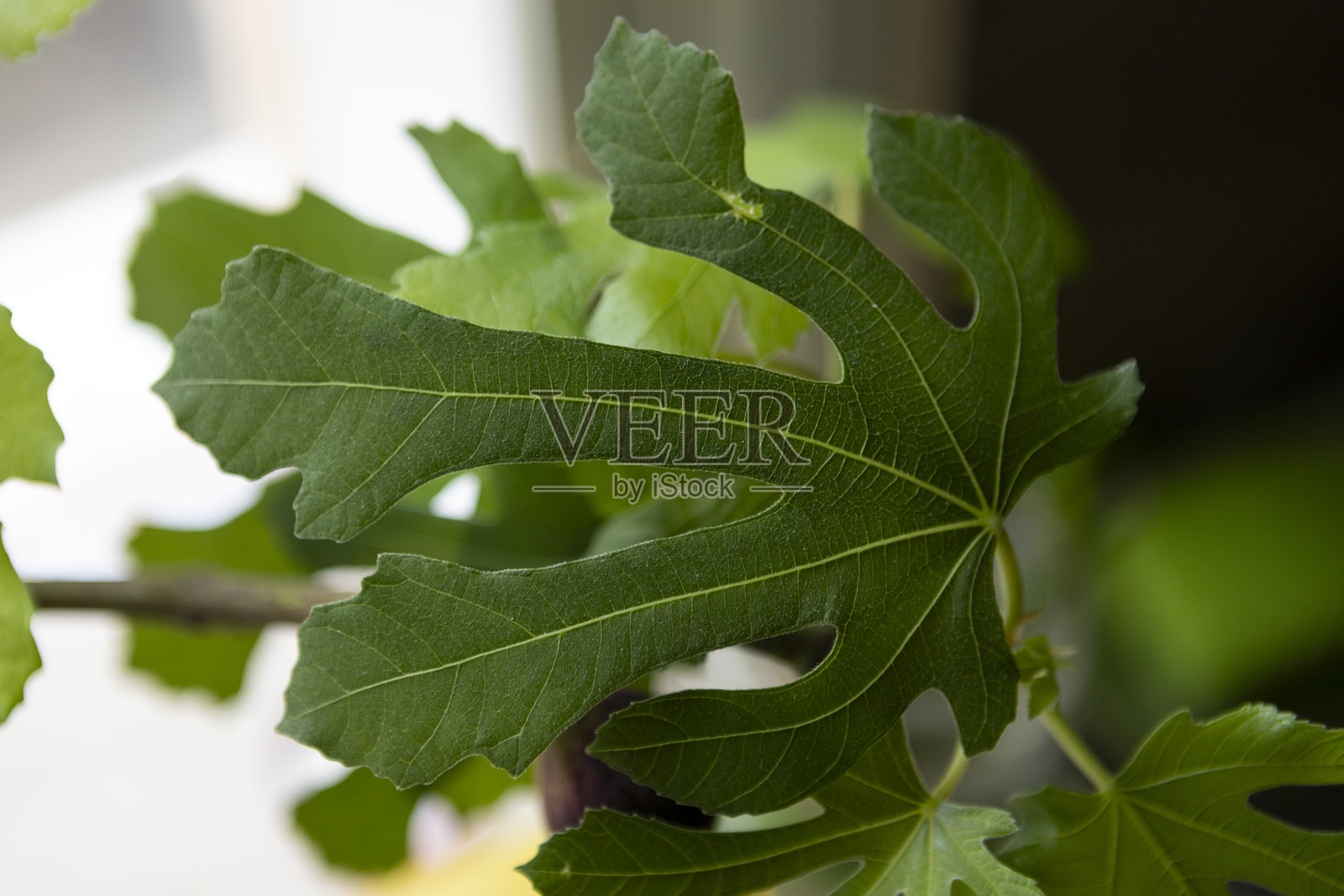 新鲜的绿色无花果叶在柔和的自然光下照片摄影图片