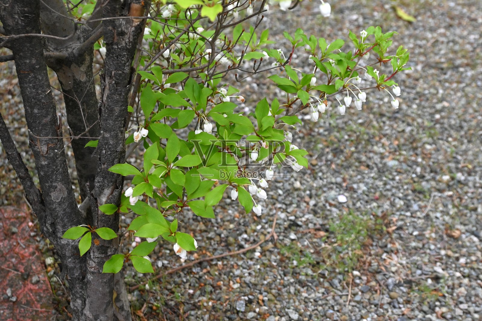 日本的映山红花。杜鹃花科落叶灌木。照片摄影图片