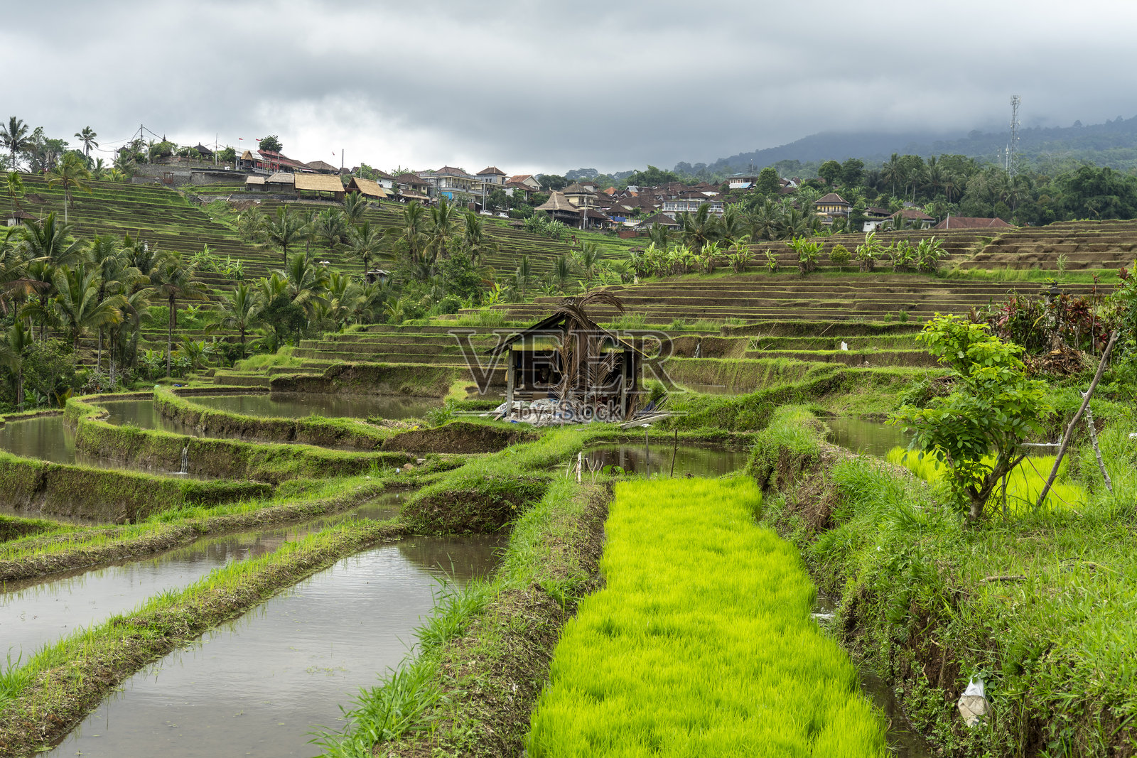 梯田农业是管理山区稻田的有效方式。照片摄影图片