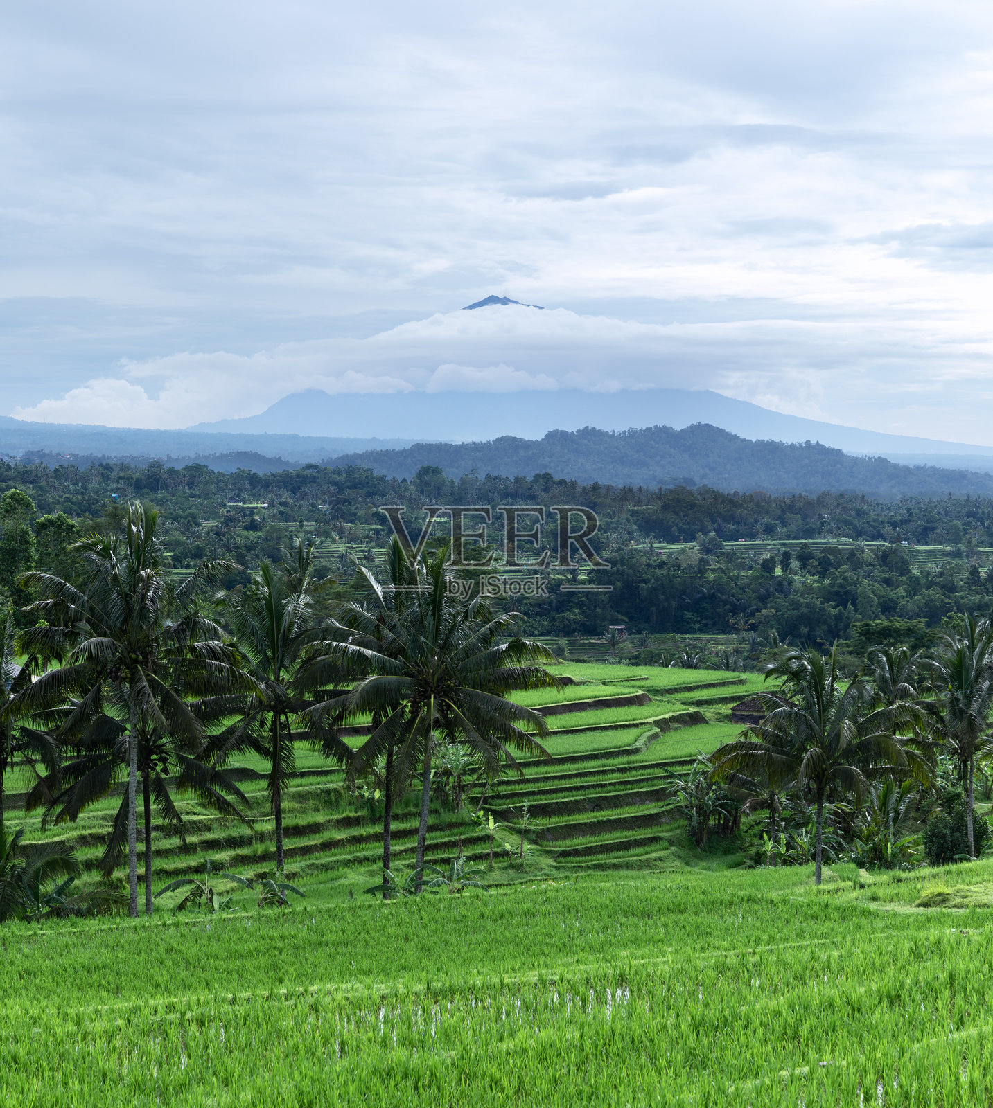 巴厘岛特卡拉朗村附近的阳光明媚的日子,绿油油的稻田风景。壮观的稻田。高大的棕榈树环绕的花园。浪漫的放松场所。照片摄影图片