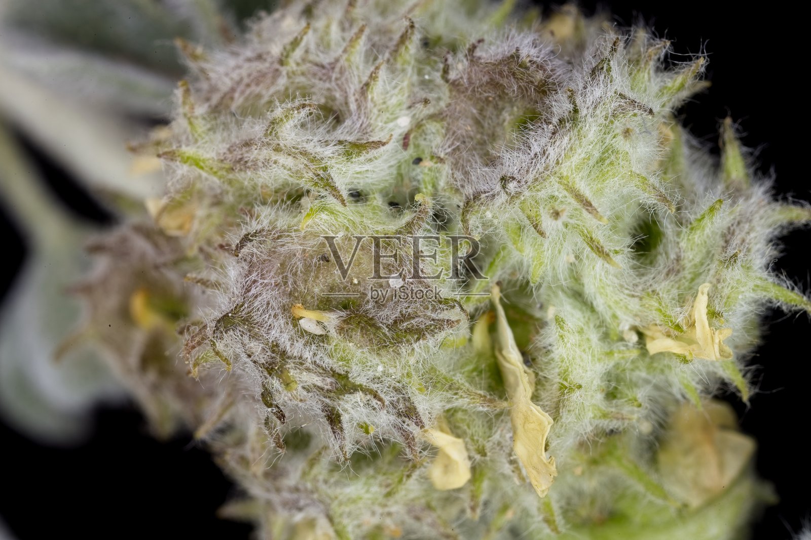 海滨苜蓿种子照片摄影图片