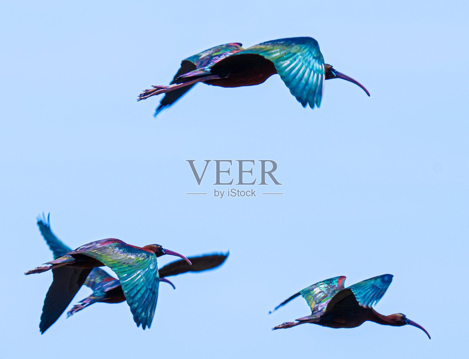 光泽鹮群照片摄影图片