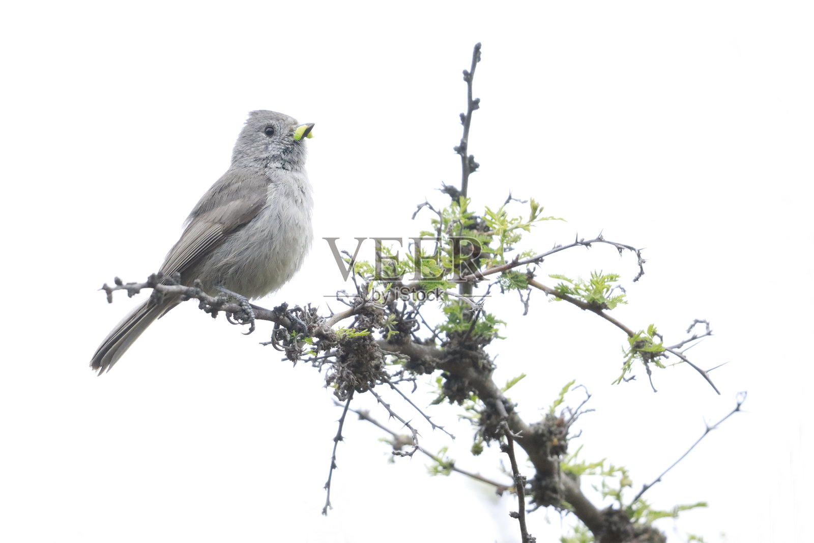橡树山雀照片摄影图片