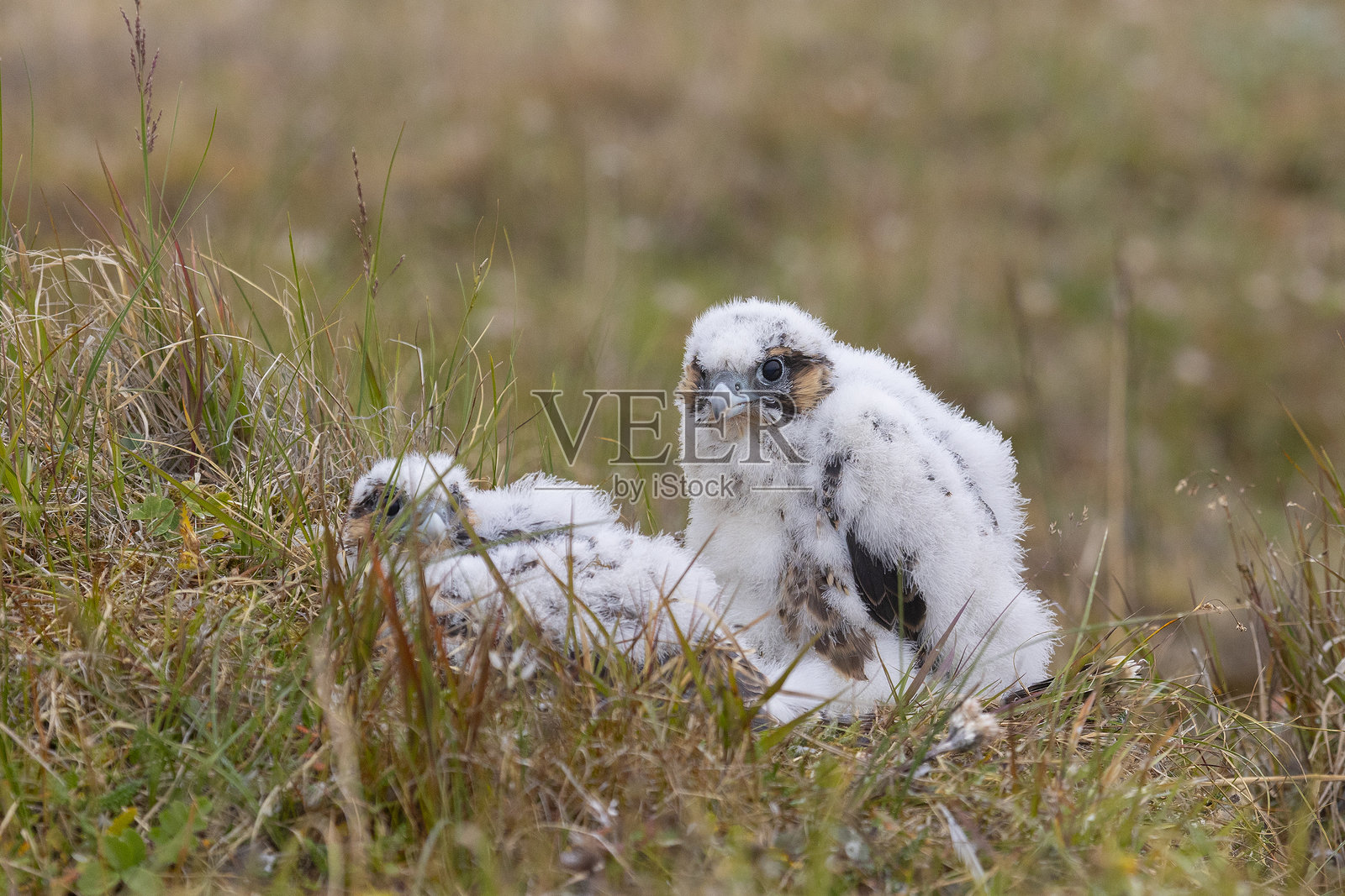 猎鹰雏鸟在地面上栖息的特写镜头照片摄影图片