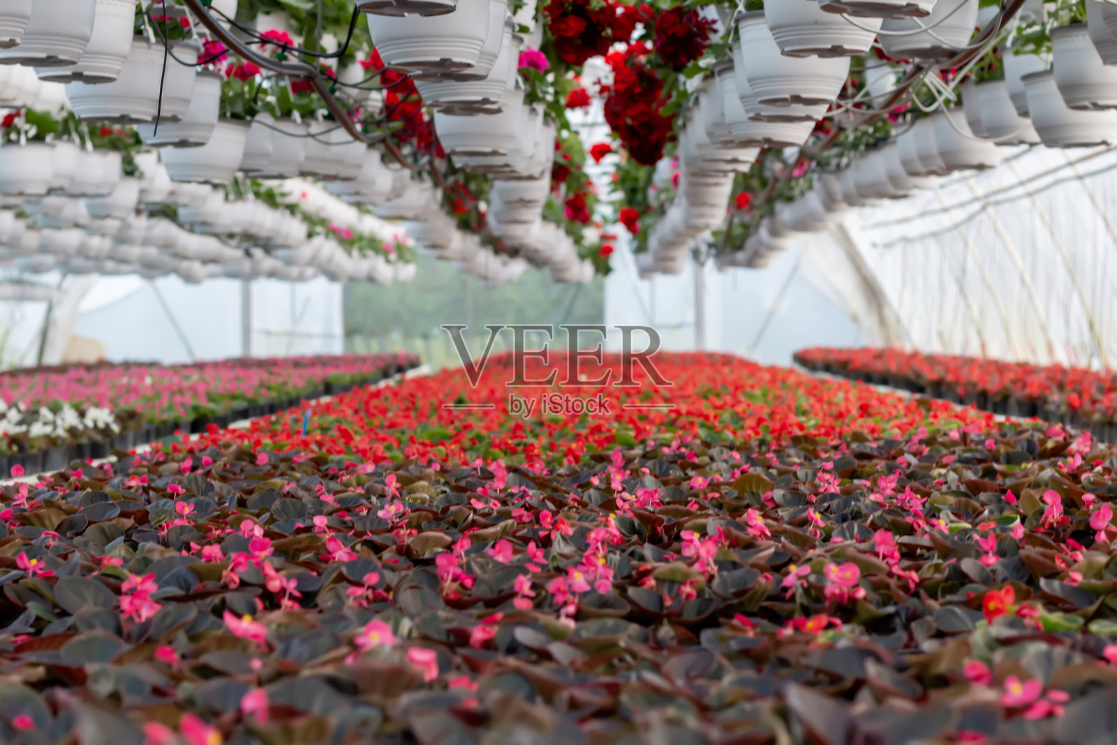 模糊的工业花卉温室内部,前景是花坛。照片摄影图片