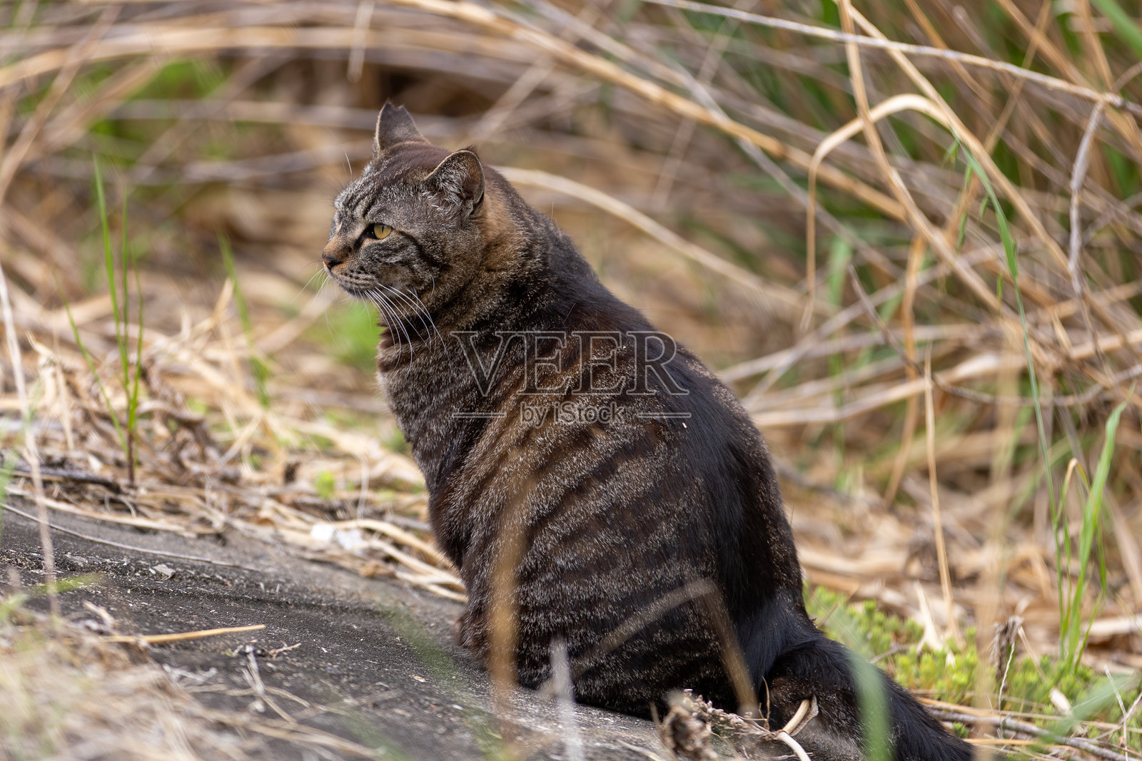 流浪猫照片摄影图片