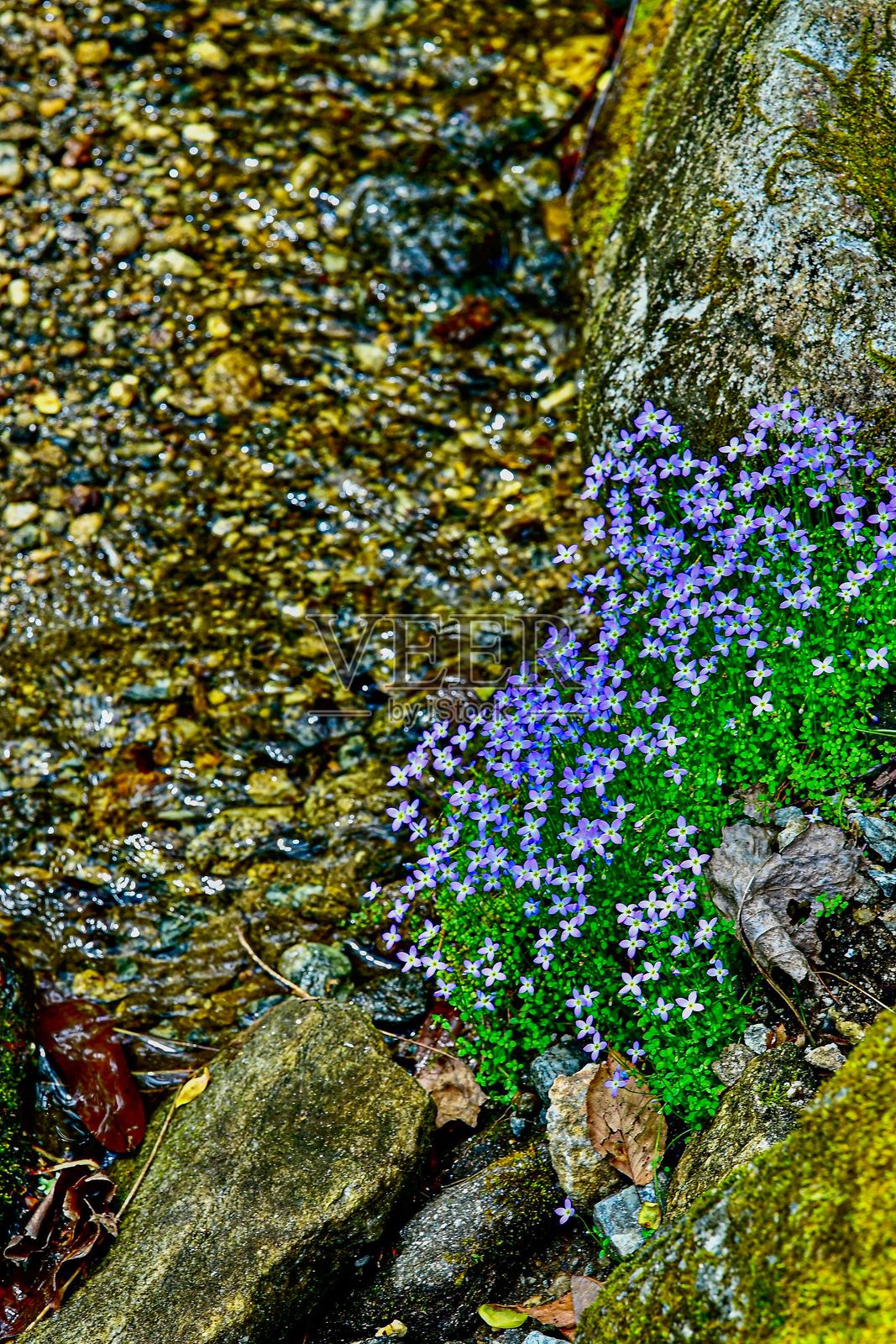 在岩石溪流旁的鲜艳紫色蓝花照片摄影图片