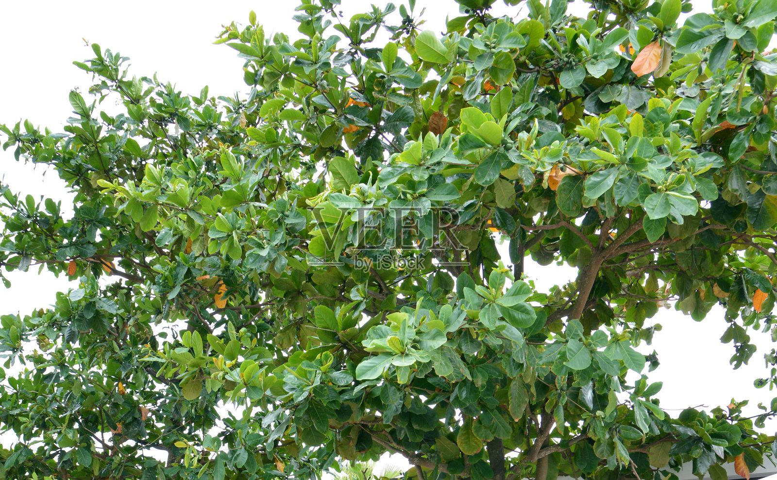 夏日海滩旁的印度杏树照片摄影图片