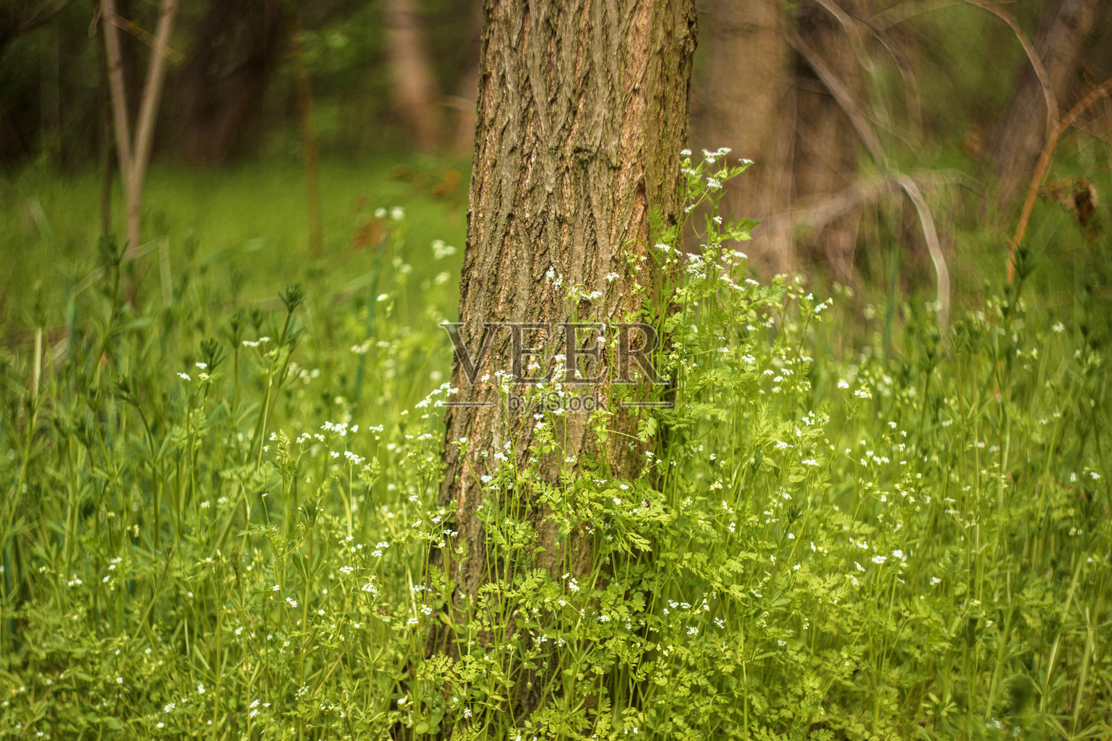 花园里的春天花朵照片摄影图片