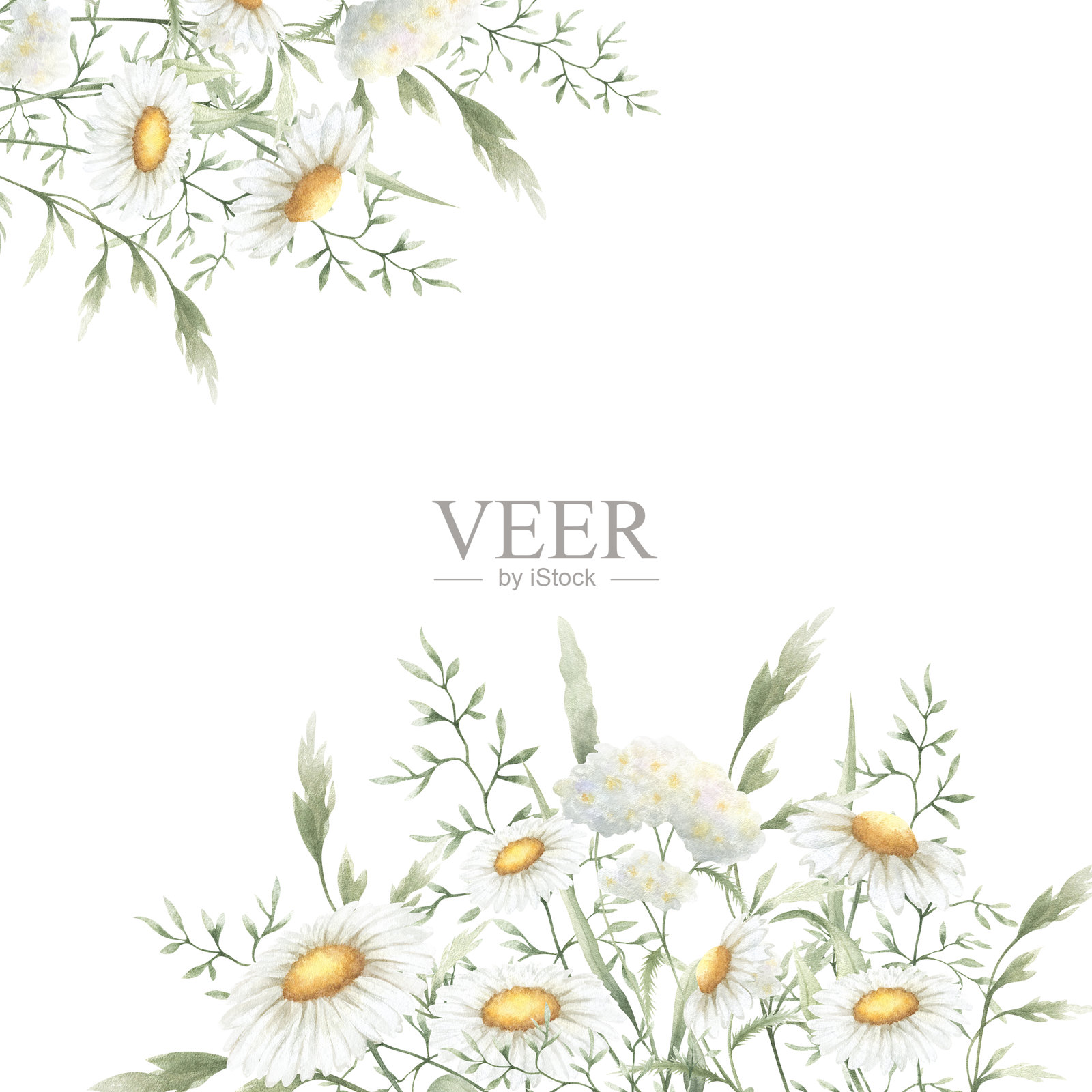 野花:洋甘菊、蓍草和草地草。手绘的孤立水彩方框,描绘黄色和白色的田野复古花卉,留有空白空间用于婚礼邀请函、明信片和卡片。插画图片素材