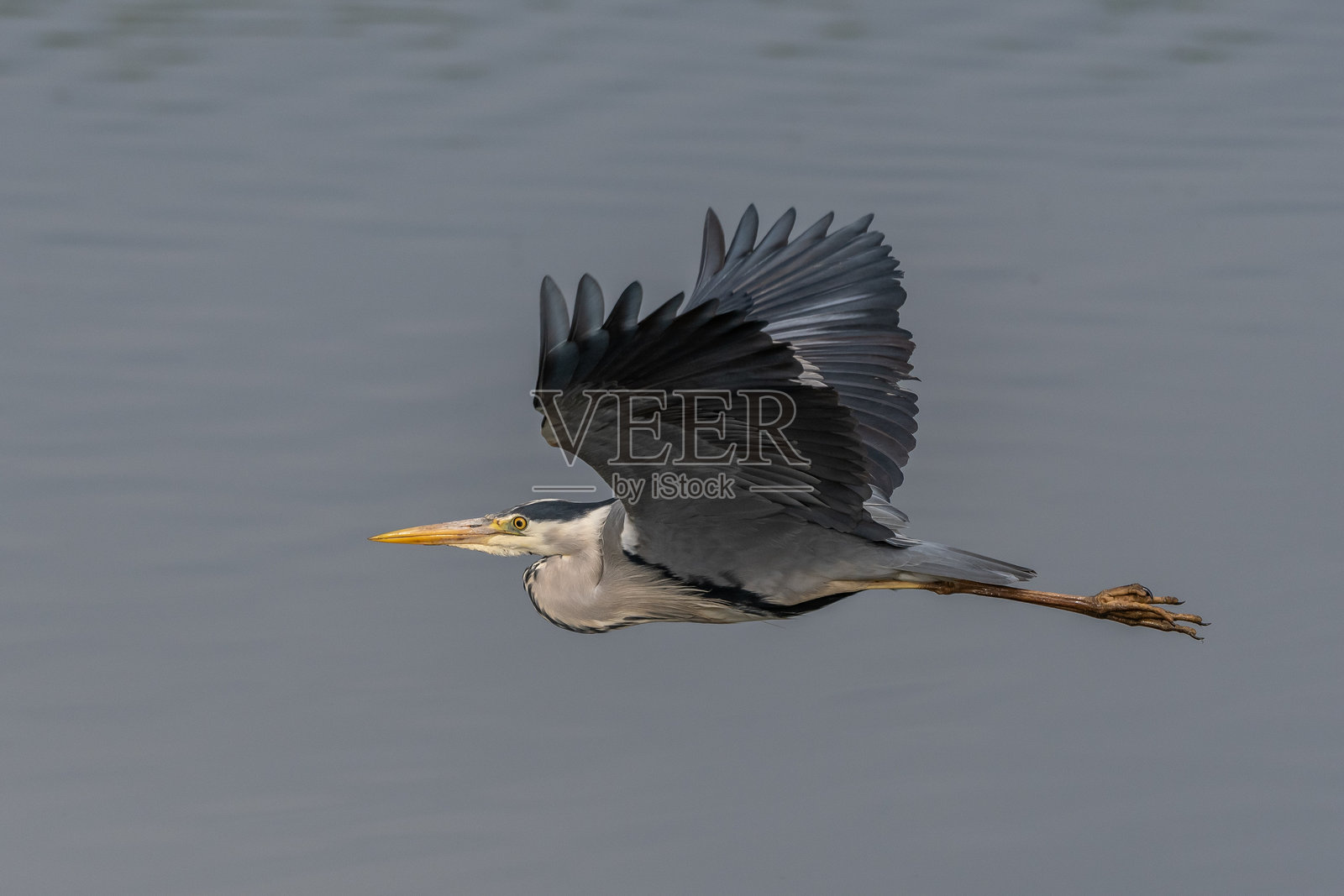 灰鹭(Ardea cinerea)在飞行中。照片摄影图片