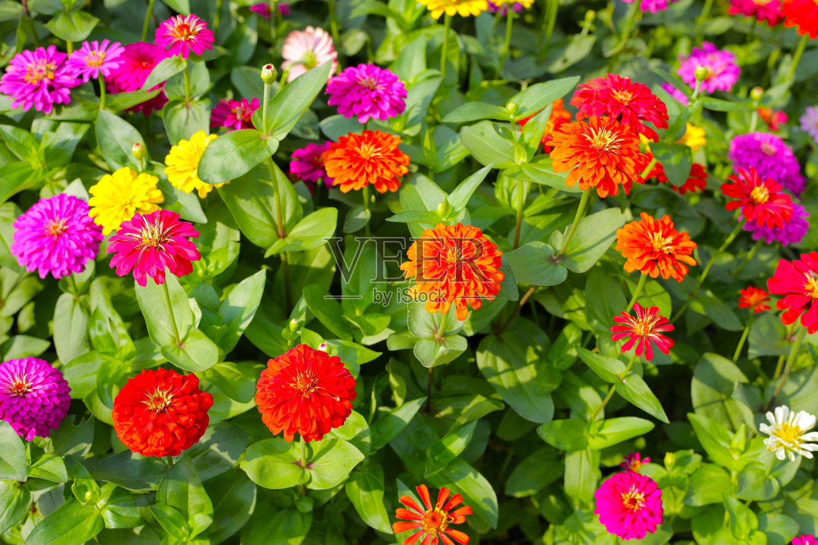 五彩缤纷的百日草盛开,点亮了花园。照片摄影图片