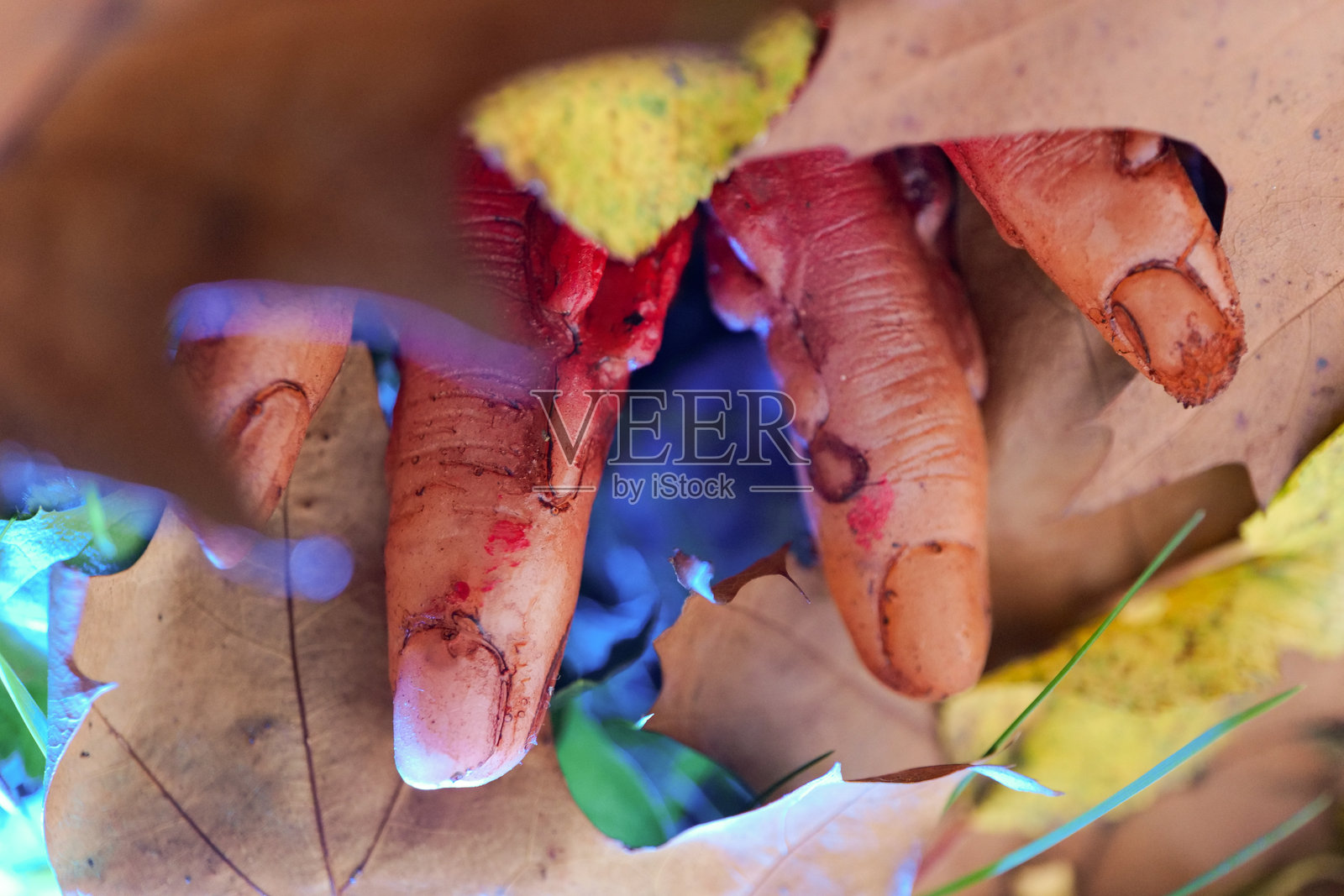 万圣节壁纸。特写镜头下的手指被秋天的落叶包围。在阴森的光线下,死去的手指。照片摄影图片