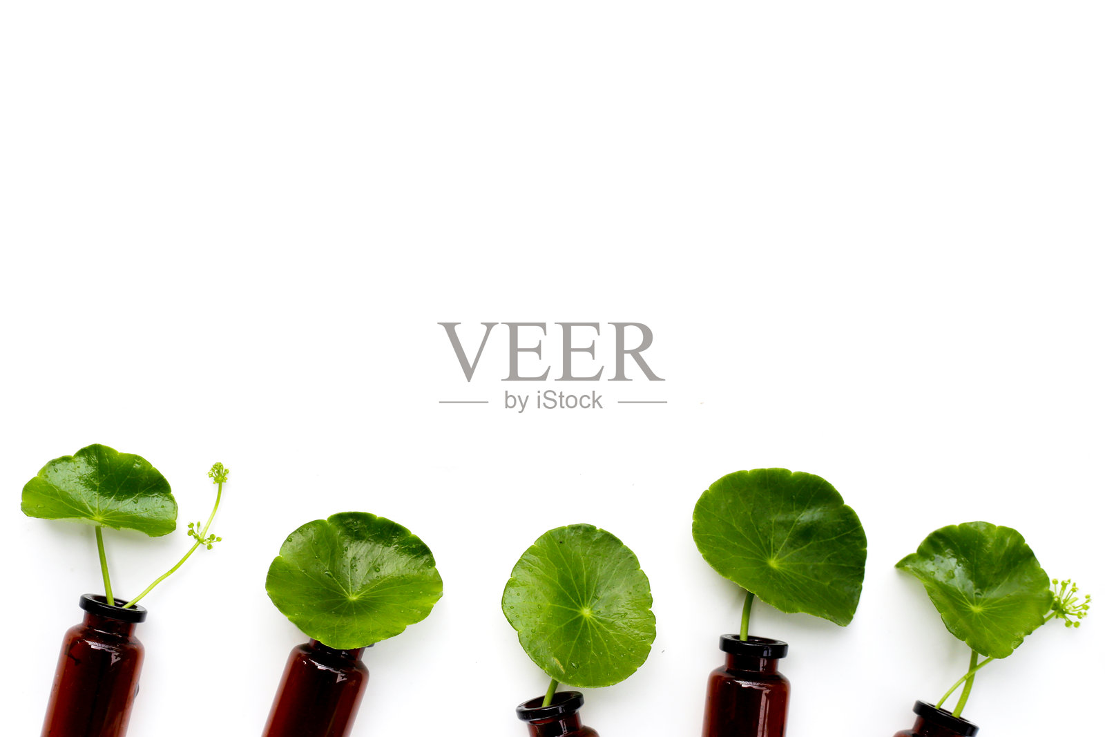 新鲜的积雪草叶与棕色瓶子照片摄影图片