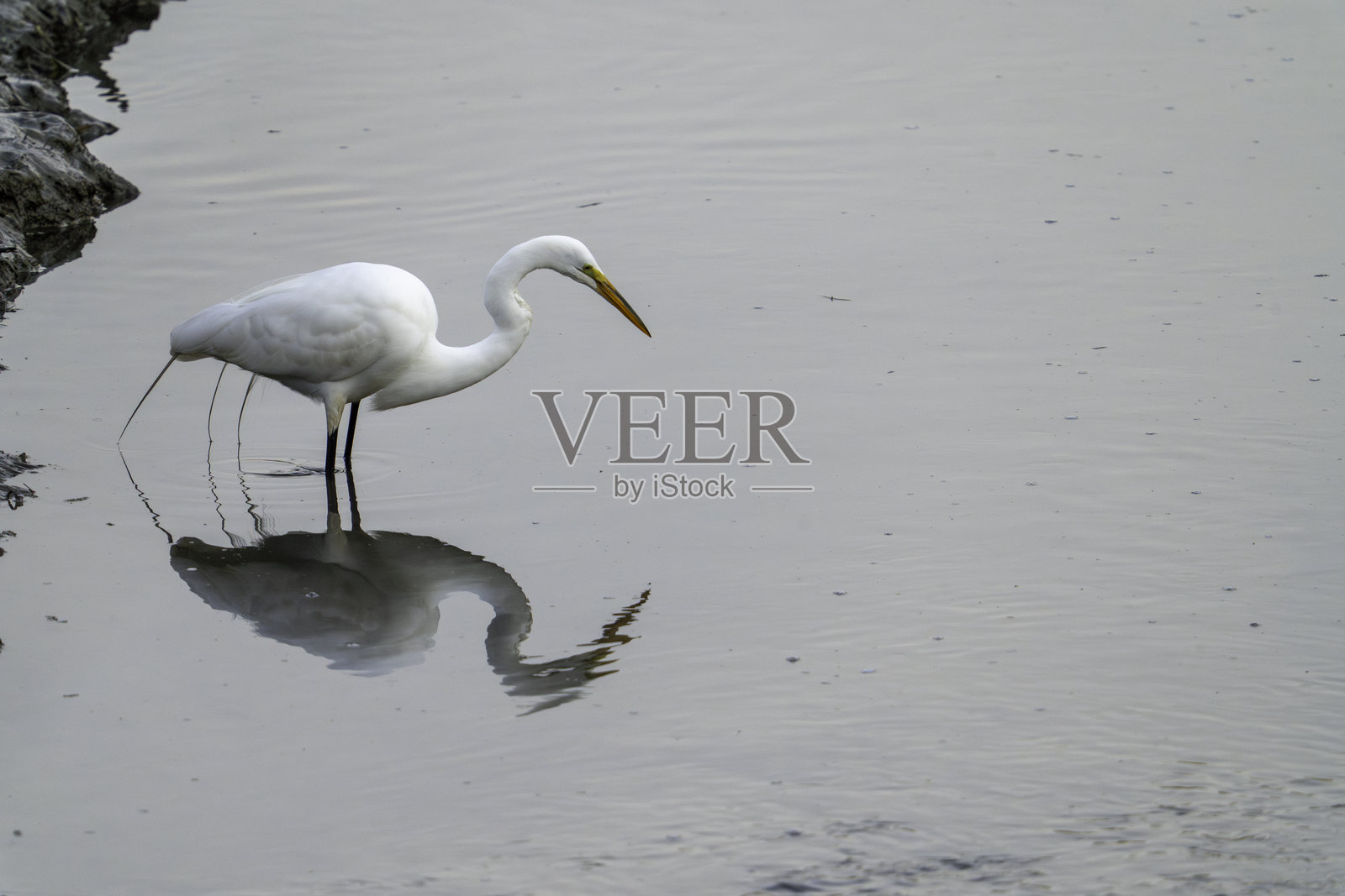 大白鹭捕鱼 #1照片摄影图片